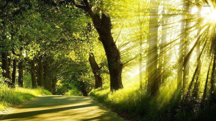 sun-light-forest-tree-road